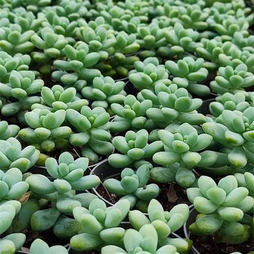 Sedum treleasei