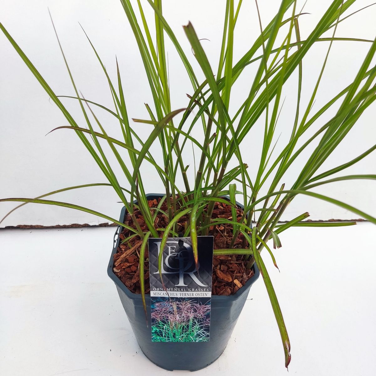 miscanthus-sinensis-ferner-osten-bitkiler-toptan-sat-floraccess