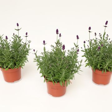 Lavandula angustifolia 'Hidcote'