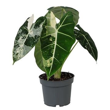 Alocasia micholitziana 'Frydek Variegata'