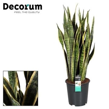 Sansevieria trifasciata 'Laurentii'