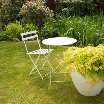 Acer palmatum CASCADE GOLD