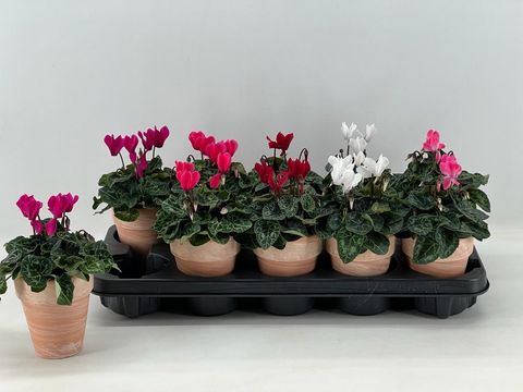 Cyclamen persicum SUPER SERIE S PICASSO MIX
