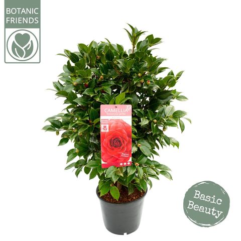 Camellia 'Black Lace'