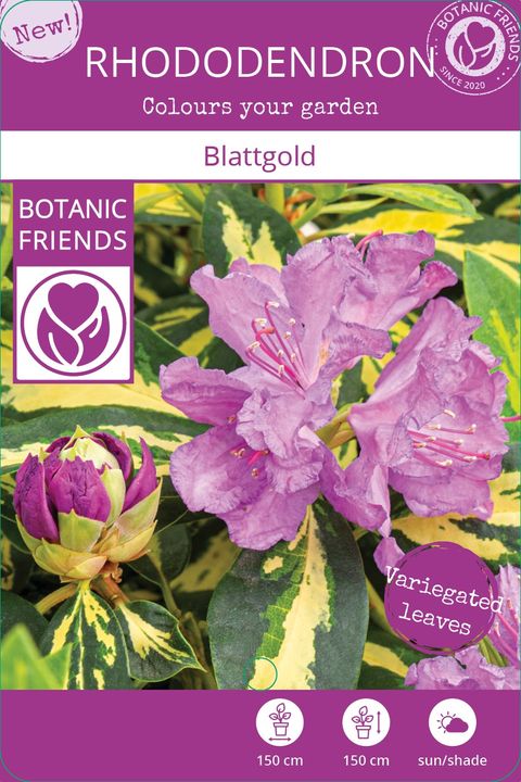 Rhododendron 'Blattgold'