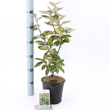 Elaeagnus x ebbingei 'Limelight'