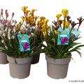Anigozanthos MIX