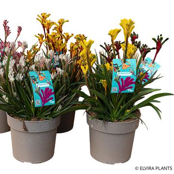 Anigozanthos MIX