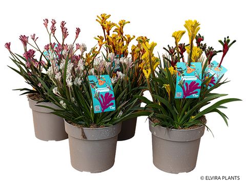 Anigozanthos MIX