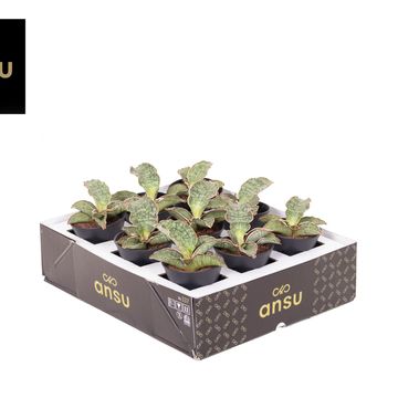 Sansevieria 'Star Green Granite'