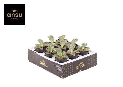 Sansevieria 'Star Green Granite'