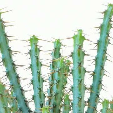 Euphorbia aeruginosa