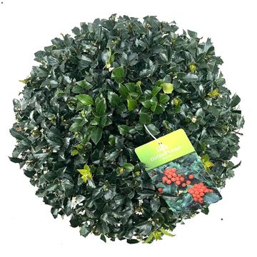 Ilex x meserveae 'Blue Maid'