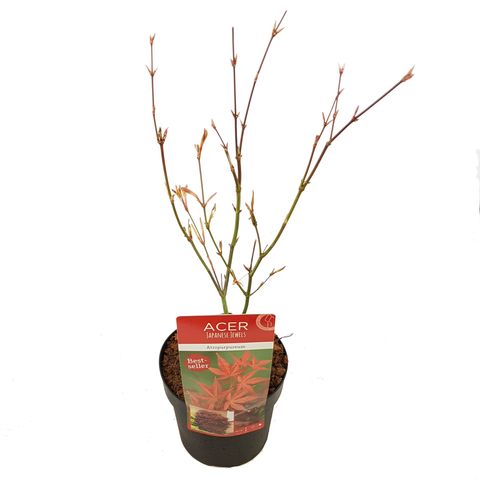 Acer palmatum 'Atropurpureum' (Son & Koot)