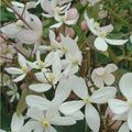 Clematis 'Apple Blossom' (Ar)