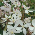 Clematis 'Apple Blossom' (Ar)