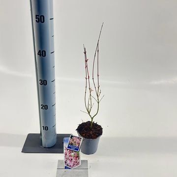 Acer palmatum 'Iyoshi'