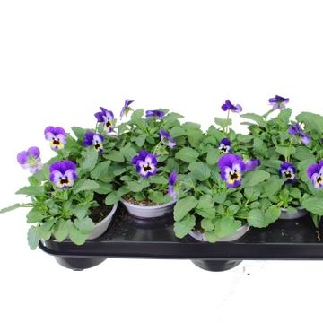 Viola DELTINI VIOLET BLUE