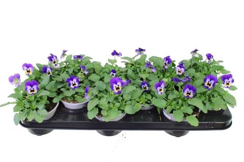 Viola DELTINI VIOLET BLUE