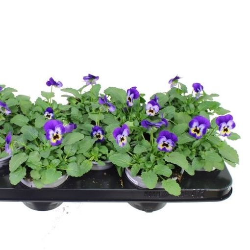 Viola DELTINI VIOLET BLUE