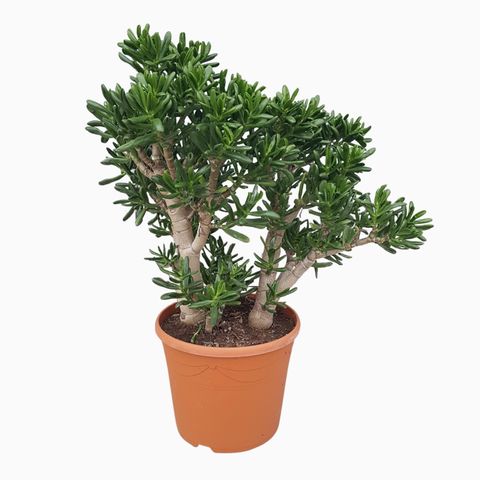 Crassula ovata 'Horn Tree'