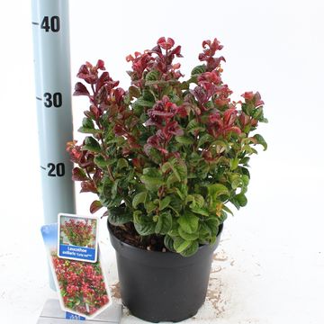 Leucothoe axillaris 'Курли Ред'