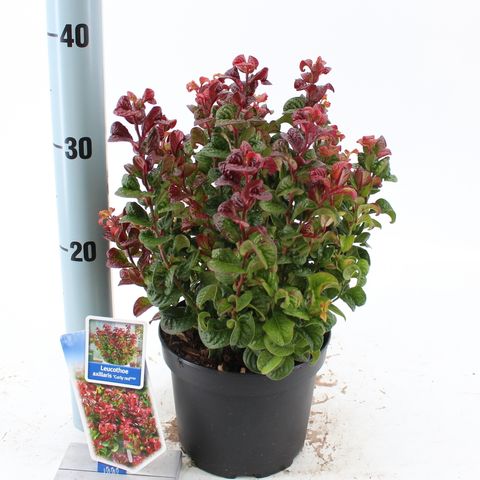 Leucothoe axillaris 'Curly Red'