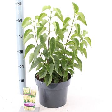 Syringa vulgaris 'Primrose'