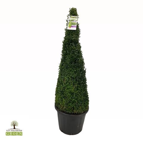 Buxus sempervirens