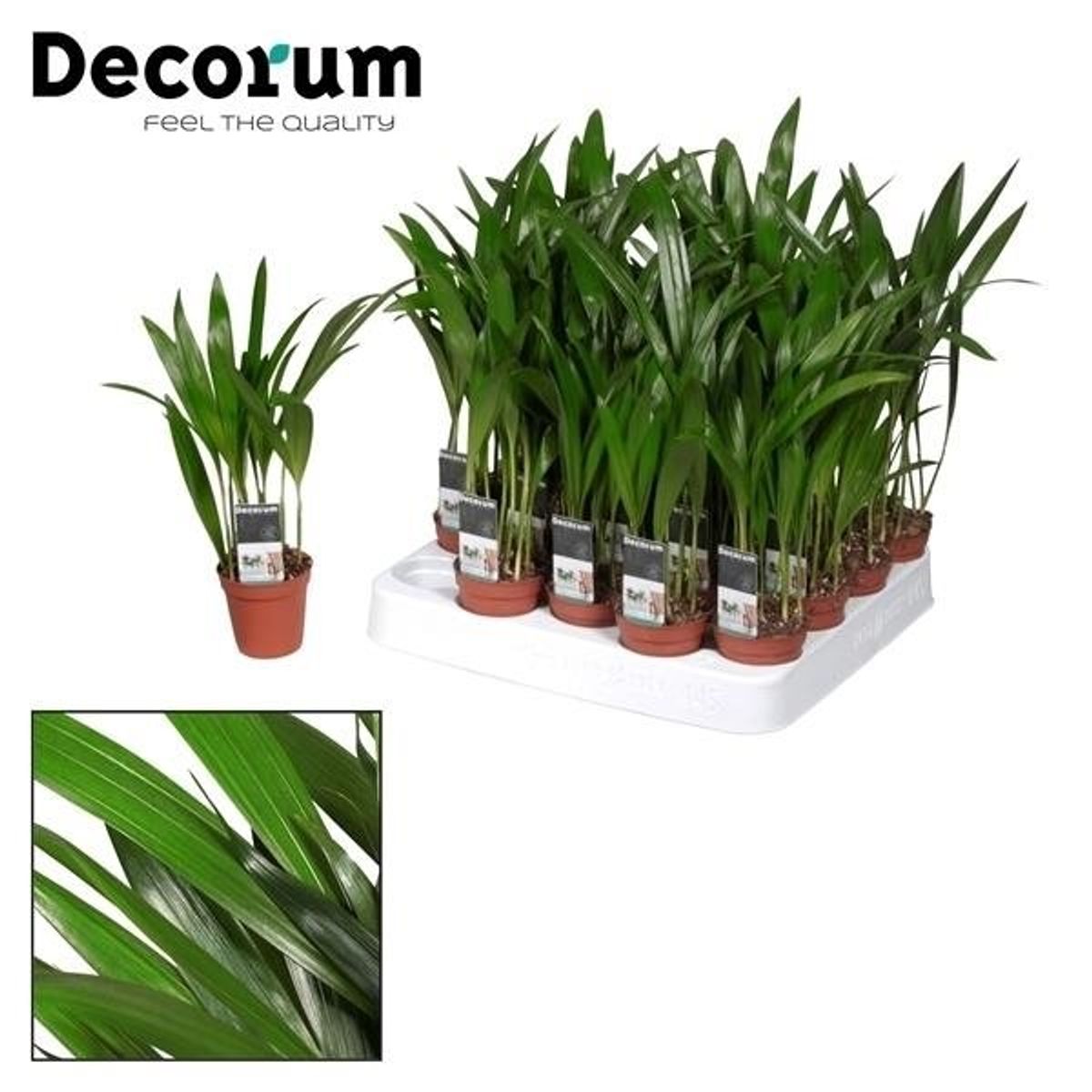 Areca Tiny Pammy P5 5 Cm H Cm Plant Wholesale Floraccess