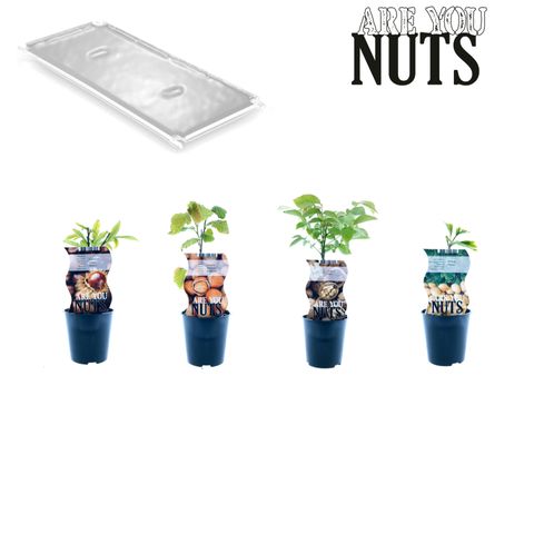 Nut plants MIX