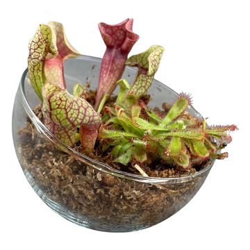 Aranżacja Carnivorous plants