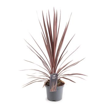 Cordyline australis 'Red Star'