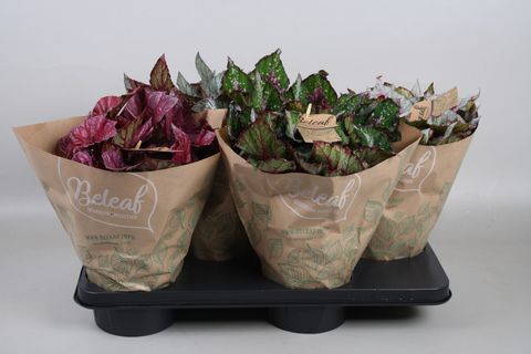 Begonia BELEAF MIX
