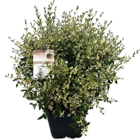 Ligustrum ibota MUSLI