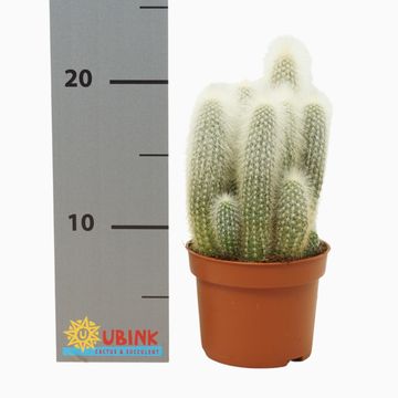 Cleistocactus straussii