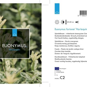 Euonymus fortunei 'Harlequin'