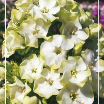 Phlox 'Jade'