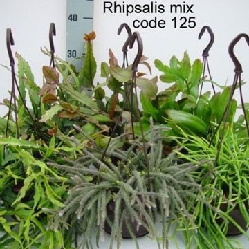 Rhipsalis MIX