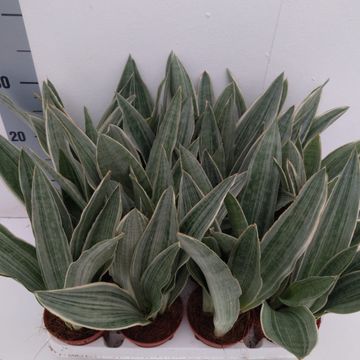 Sansevieria metallica