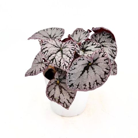 Begonia 'Silver Lace'