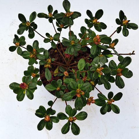 Rhododendron ГЕЙША ПЕРПЛ