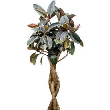 Ficus elastica 'Burgundy'