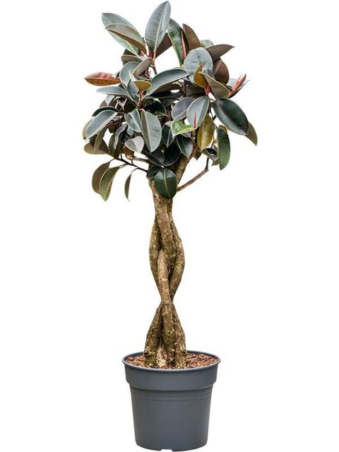 Ficus elastica 'Burgundy'