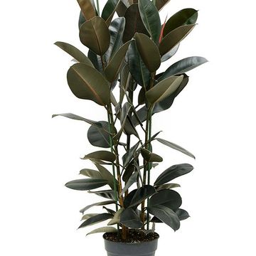 Ficus elastica 'Abidjan'