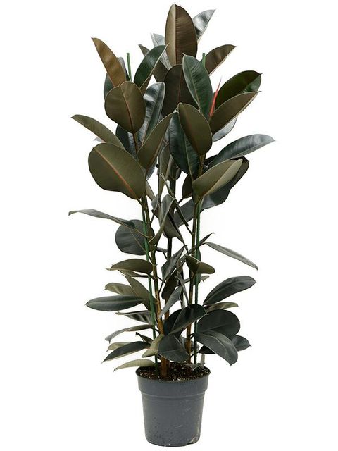 Ficus elastica 'Abidjan'