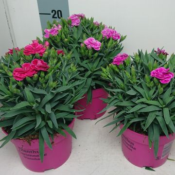 Dianthus caryophyllus 'Peman'