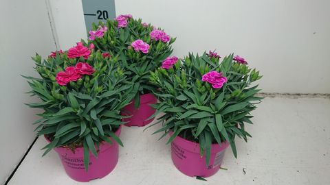 Dianthus caryophyllus 'Peman'