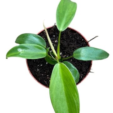 Philodendron longilobatum 'Lelano Miyano'