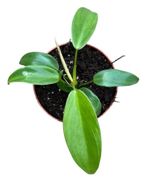 Filodendron longilobatum 'Lelano Miyano'
